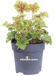 Pianta di Heuchera pianta ornamentale da esterno varietà mix pianta vera di Heuchera in vaso venduta da eGarden.store (Heuchera Splashberry)