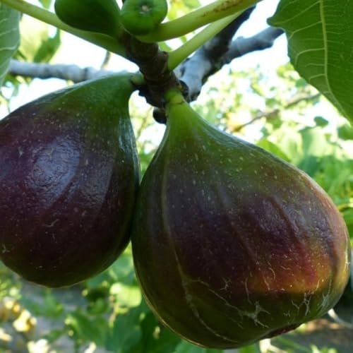 PIANTA DA FRUTTO FICO DOMENICO TAURO DI TERLIZZI in vaso 20 età 2/3 anni