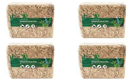 sphagnum-shop.com Sphaigne de sphaigne pour Terrarium et orchidées du Chili 150 g à 5000g (4x1000 g) | Pour orchidées, monstera, philodendron, terrarium, antibactérien, également pour bâtonnets de mousse et boutures - Mousse de