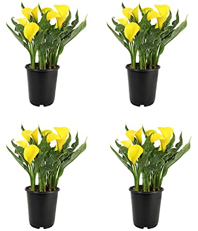 Calla Lily Plants Live Plants for Garden (4 Pack), Yellow Flowers for Delivery Prime, Potted Flowers for Garden Flowers Live Plants Outdoor Plants Live Houseplants, Calla Lily Bulbs by Plants for Pets