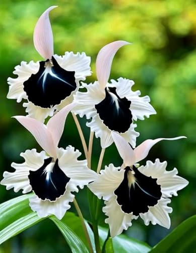 Bellissimo Rizoma Di Cymbidium Orchidea, Resistenti Al Freddo E Alla Siccità, Facile Da Coltivare, Adatto A Primavera E Autunno-15 Rizoma-F