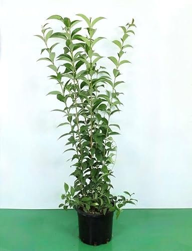 Ligustro a foglie ovali Ligustrum Ovalifolium pianta da siepe in vaso 2 litri h. 50/70 cm Vivaio di Castelletto