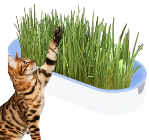 Cat Grass - PP 21 x 9.2 x 4.5 cm | Cat Snack | Grass Seeds | Indoor Growing Set for Cats, Natural Digestive Aid, Pet Nutrition, Pet Care and Daily Use for Cat Health