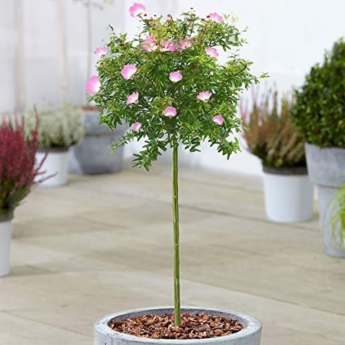 Calliandra Dixie Pink Tree | Powder Puff Potted Trees for Small Gardens & Patios | Straight Lollipop Standard Stem (70-80cm (Incl. Pot))