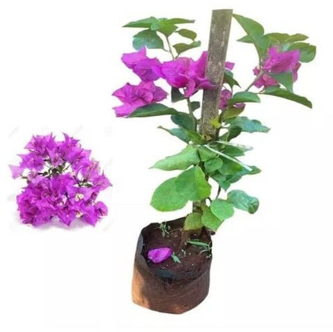 Planta Arbustiva Natural - Buganvilla Rosa - Seto para el Exterior