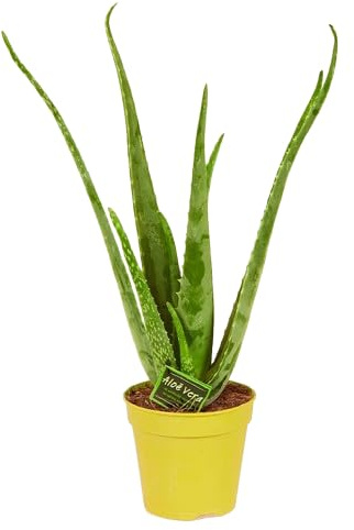 Aloe Vera Natural Planta Suculenta de Exterior y Poco Riego