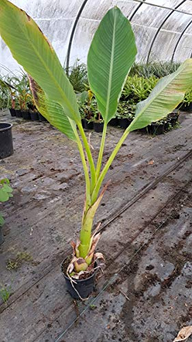 Musella lasiocarpa/Lotus d'or/Bananier nain/Conteneur de 2 à 2.9 litres/Sans feuilles en hiver