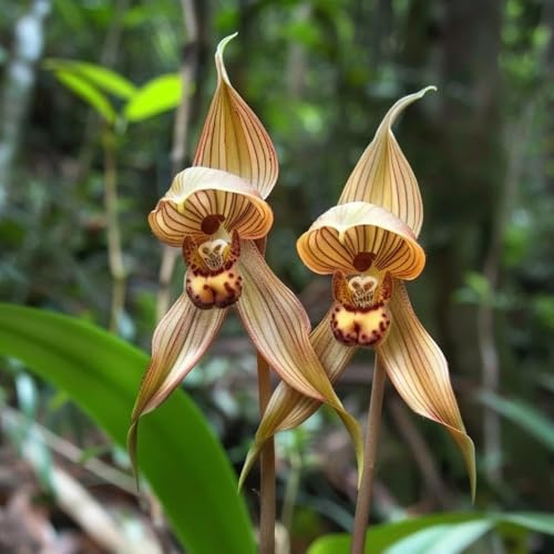 semi di faccia di scimmia, orchidea faccia di scimmia, decorazione del giardino per esterno Orchidea Dracula Simia, dracula simia Le da giardino sono perenni 20pcs