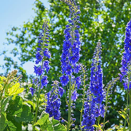 delphinium semi biologici ornamentale ufficio balcone resistenti semi di d'appartamento esotiche 400pcs