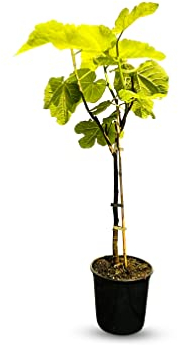 Sunnytree FEIGENBAUM - FICUS CARICA 100 CM, DUNKELE FEIGE