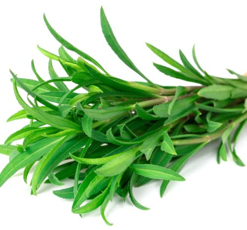 Tarragon Plants, 2 x Full Plants in 9cm Pots, Herb Plants, Tarragon, Kichen Garden, Herbs, Garden Ready and Ready to Plant, Premium Quality Herbs