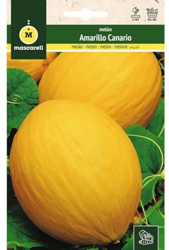 Mascarell Semillas, MELÓN, Semillas Huerto, MELON AMARILLO CANARIO, Crea tu Propio Huerto Urbano y Cultivo en Casa, Plantas Hortícolas, 5 Gramos