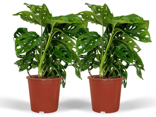 Fensterblatt – Monstera Monkey Leaf – Zimmerpflanze – Ø12 cm – 30 cm – Lochblatt – Pflegeleicht – Tropisches Flair