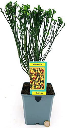 POWERS TO FLOWERS - GINESTRA BICOLORE GIALLO-ROSSO, pianta vera