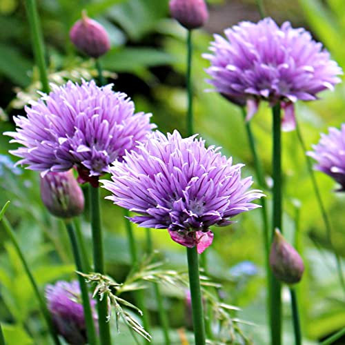 Chive Seeds – Fresh Herbs All Year Round – Hardy Perennial Plants – Add Fresh Flavour to All Cuisines – for Your Beautiful Garden