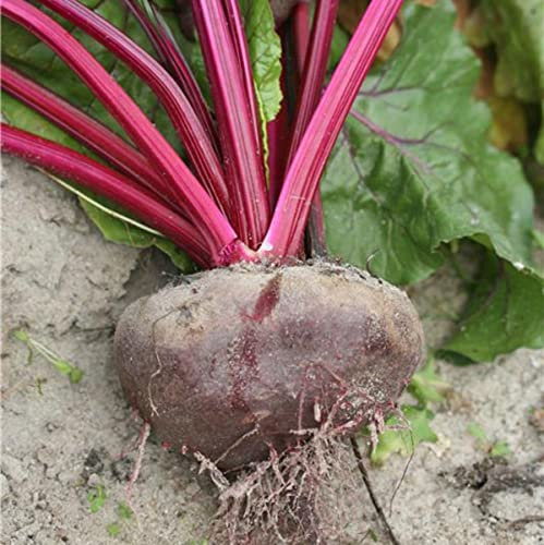 MAELSA® GRAINES EN SACHET POUR POTAGER ET JARDIN - FAITES DEROULER POUR CHOISIR - SEMENCES DE LEGUMES DIVERS VARIETES (BETTERAVE NOIRE D'EGYPTE)