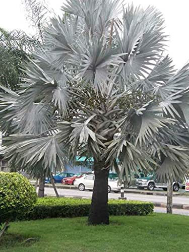 20 pezzi di Palma Bismark Argento