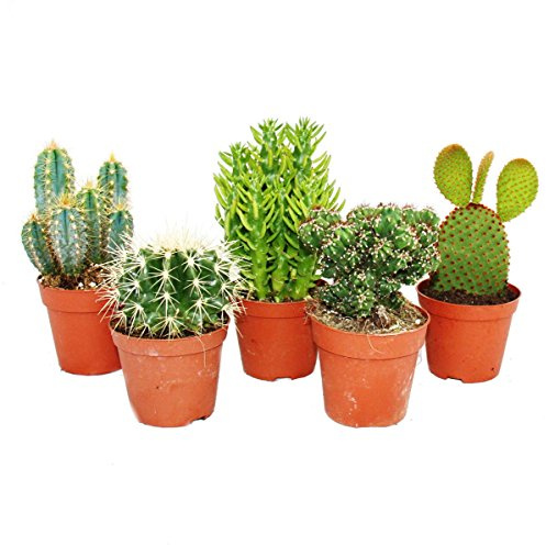5 verschiedene mittelgroße Kakteen im Set 8,5cm Topf ca. 12-18cm hoch
