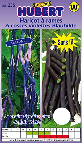 Graines de Haricot à rames à cosses violettes Blauhilde - 125 grammes