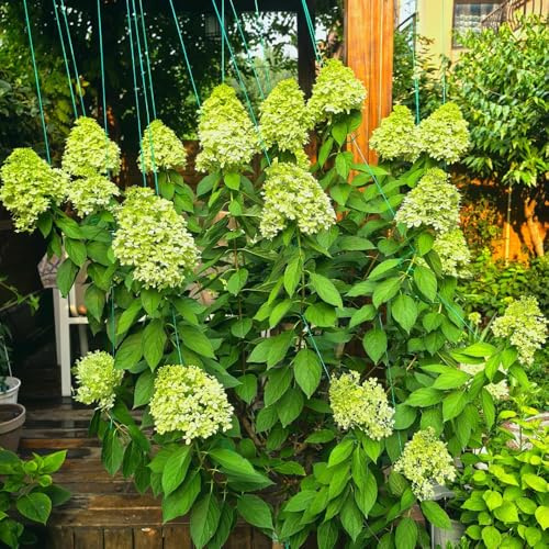 semi di ortensia a pannocchia - da giardino roccioso resistenti Ortensia paniculata - resistenti per il giardino di arbusti di da balcone 300pcs