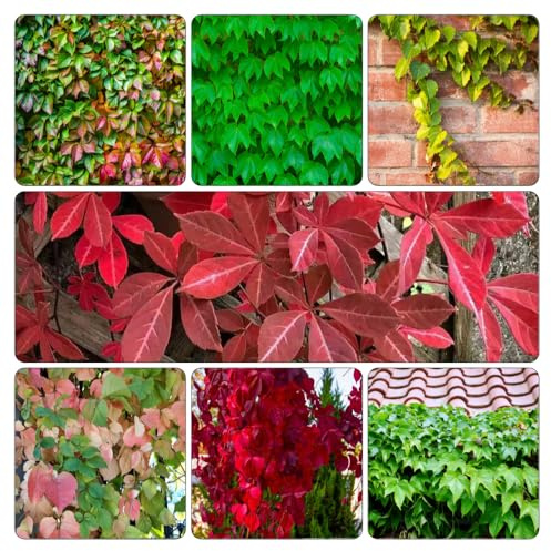 semi Parthenocissus tricuspidata - ufficio ornamentali balcone resistenti ufficio interno verdi resistenti vaso esterno Aiuole rialzate 600pcs