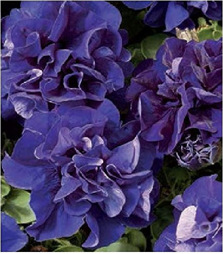 JustSeed - Flower - Petunia - Double Pirouette Blue - 30 Pelleted Seeds