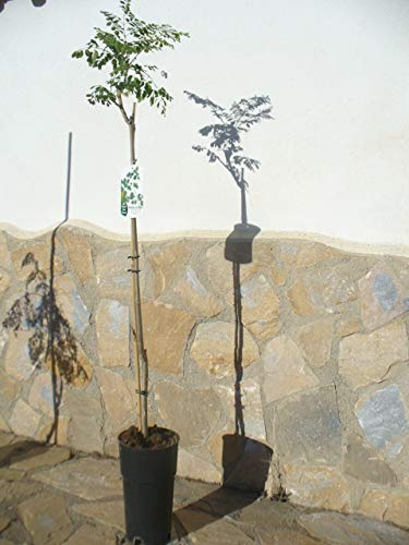Moringa oleifera - Meerettichbaum, 1 junger Baum ca. 85-130 cm hoch/schnell wachsender Gesundheitsbaum