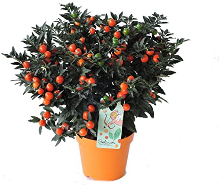 Solanum Pseudocapsicum Árbol Arbustivo de Exterior Ideal para Decorar