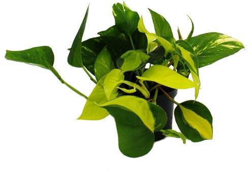 Exotenherz Efeututen-Trio - 3 verschiedene Sorten rankendes Epipremnum in einem Topf - Scindapsus - 12cm Topf