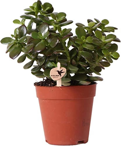 Crassula Ovata natural Planta con Pocos Requerimientos de Agua