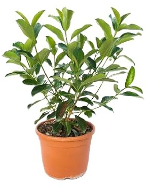 Viburnum Lucidum Seto Natural - Árbol Arbustivo para Jardines y Balcones