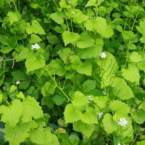 Semillas de mostaza y ajo, productos sustentables, Alliaria petiolata, semillas silvestres 300pcs