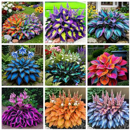 270+ Perennial Hostas for Planting, Heart Shaped Leaves, on-GMO Heirloom Hosta Plants Seeds Outdoor Garden
