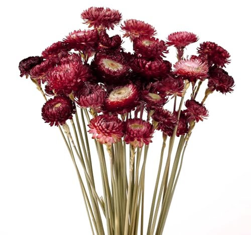 MIHUAGE Dried Flower 40PCS Daisy Bouquet 100% Natural Chrysanthemum Dry Flower for Vase Home décor Party DIY Arrangement Wheat Straw Bulk (Burgundy)