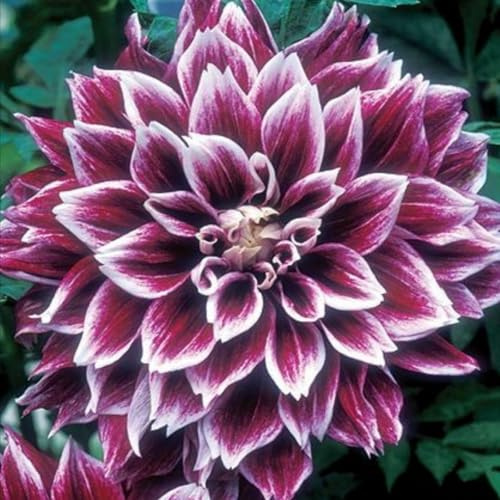 Rizoma de Dalia perenne: adecuado para plantación al aire libre- diseño de paisaje y siembra en primavera y otoño-2 Rizomas-e