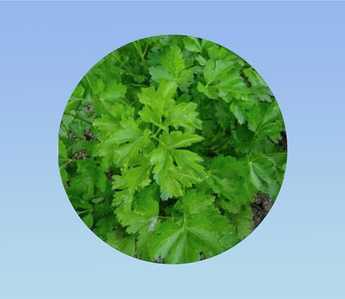 500 graines persil géant italie - petroselinum crispum - AROMATIQUE - comestible - cuisine - parsley