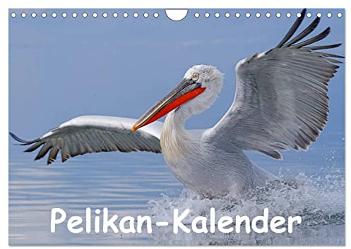 Pelikan-Kalender (Wandkalender 2026 DIN A4 quer), CALVENDO Monatskalender: Faszinierende Aufnahmen wildlebender Pelikane in Südost-Europa (CALVENDO Tiere)