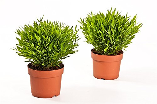 Zimmerbammbus, (Pogonatherum Monica), pflegeleichte asiatische Zimmerpflanze (2 Pflanzen, je im 12cm Topf)