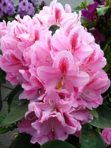 Rhododendron Furnivall's Daughter INKARHO ® 30-40 cm hoch im 5 Liter Pflanzcontainer