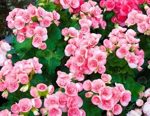 100 Stück rosa Begonien-Blumensamen