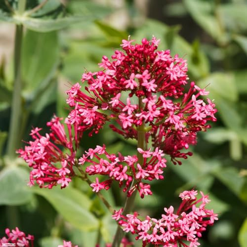 Semi di valeriana biologici, aromatiche da cucina Valeriana officinalis, semi di medicinali per giardino di aromatiche giardino di da balcone 300pcs