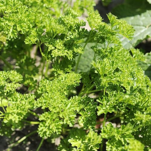 Semillas de perejil - del jardín silvestres de variedades antiguas resistentes jardines rocas hortícolas verdes jardín semillas 1000pcs