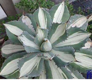 Bloom Green Co. 50PCS fresco al 100% reale Agave americana Semillas - Sementes BonsaïPianta succulenta (Long-lei-LAN): 9
