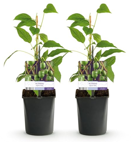 GreenboutiQ - Obstpflanze - Kiwi - Actinidia arguta Issai - Grüne Frucht - 2 Pflanzen - Topf 11cm Höhe 40cm