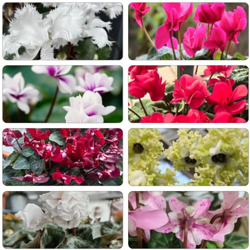 Alpenveilchen indoor kräutergarten frühblüher blumendeko topfpflanzen echt gartenpflanze frühlingsblumen blumenwiesensaat balkon deko biosaatgut schnittblumen blumengarten 35samen