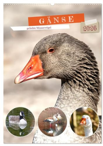 Gänse, geliebte Wasservögel (Wandkalender 2026 DIN A2 hoch), CALVENDO Monatskalender: Bezaubernde Fotos von vier Gänsearten (CALVENDO Tiere)
