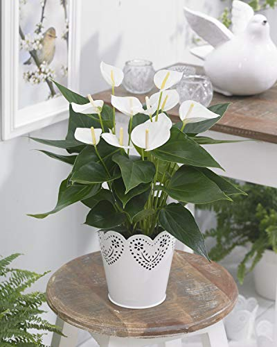 White Anthurium Laceleaf Flowering Colourful Decorative Indoor Plant | 13cm Pot