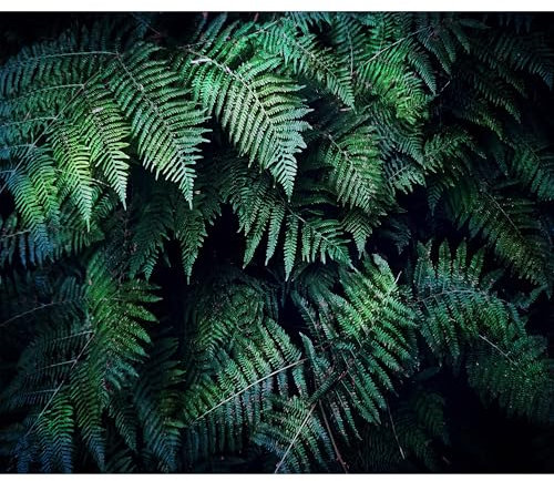 decomonkey - Papier Peint Panoramique Palmiers 450x315 cm - Décoration murale moderne – Tapisserie décorative pour chambre salon - Feuilles nature plante