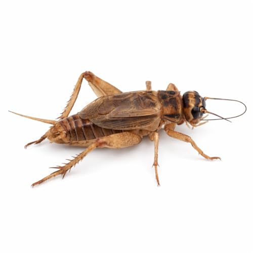 Ant Dimension Grillo Acheta domesticus | Alimento Vivo Nutritivo para Reptiles, Anfibios y Aves | Fuente Natural de Proteínas y Calcio (1000, Talla M/Caja)