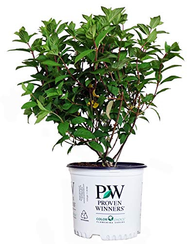 Proven Winners - Hydrangea pan. Fire Light (Panicle Hydrangea) Shrub, white & red flowers, #3 - Size Container